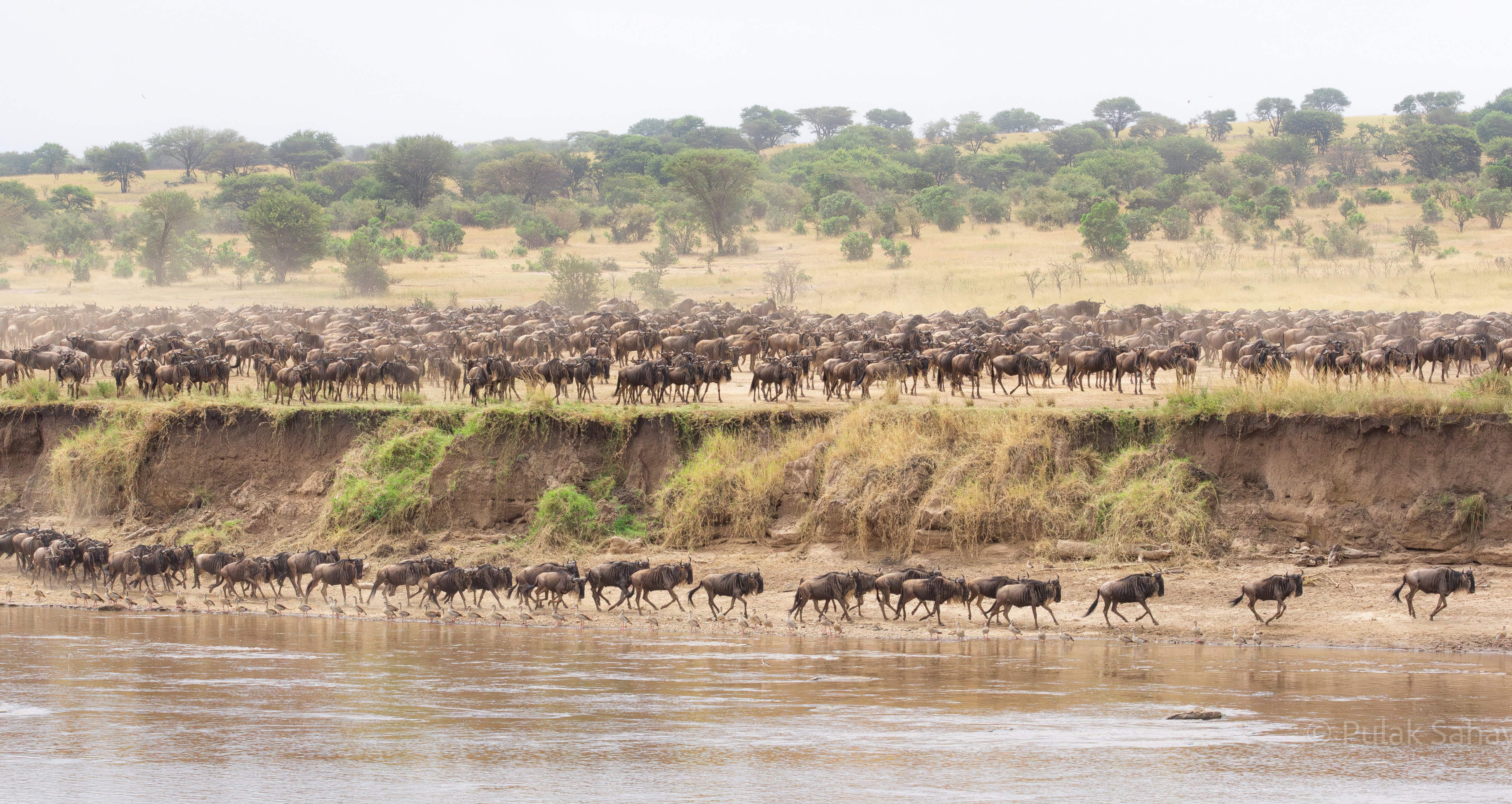 Two tier wildebeest migration
